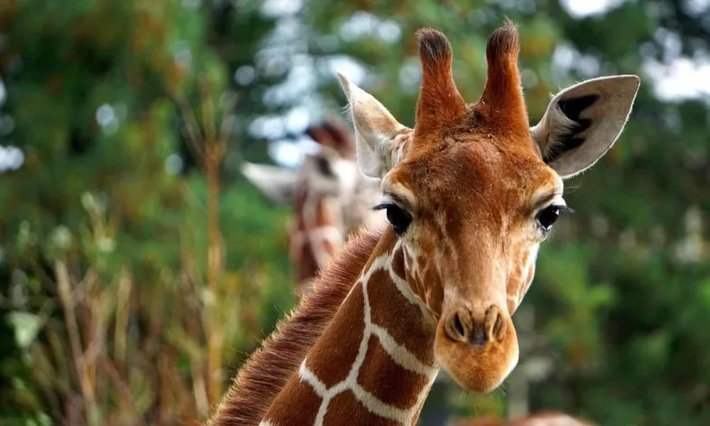 wycieczka szkolna Wrocław ZOO