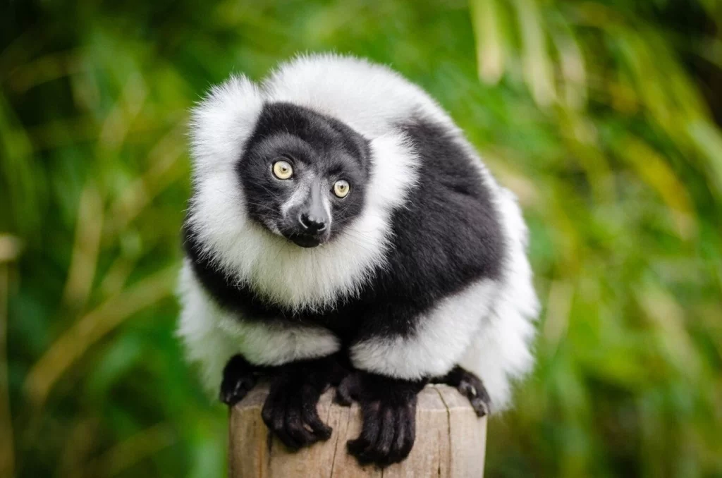 wycieczka szkolna Gdańsk ZOO