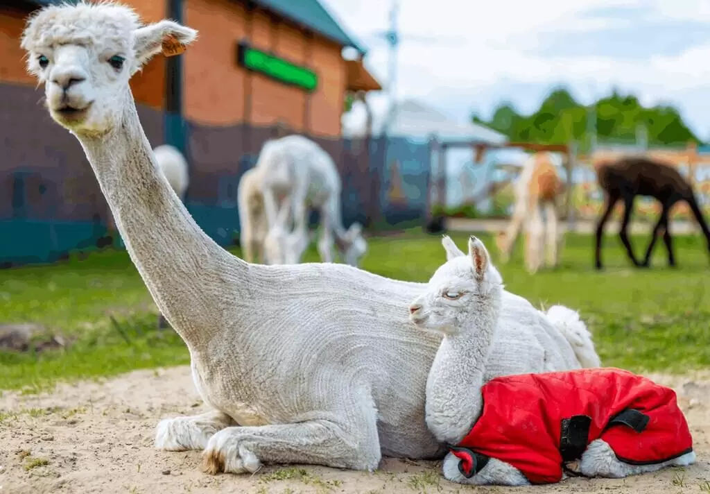 wycieczka szkolna Zabrze animalword